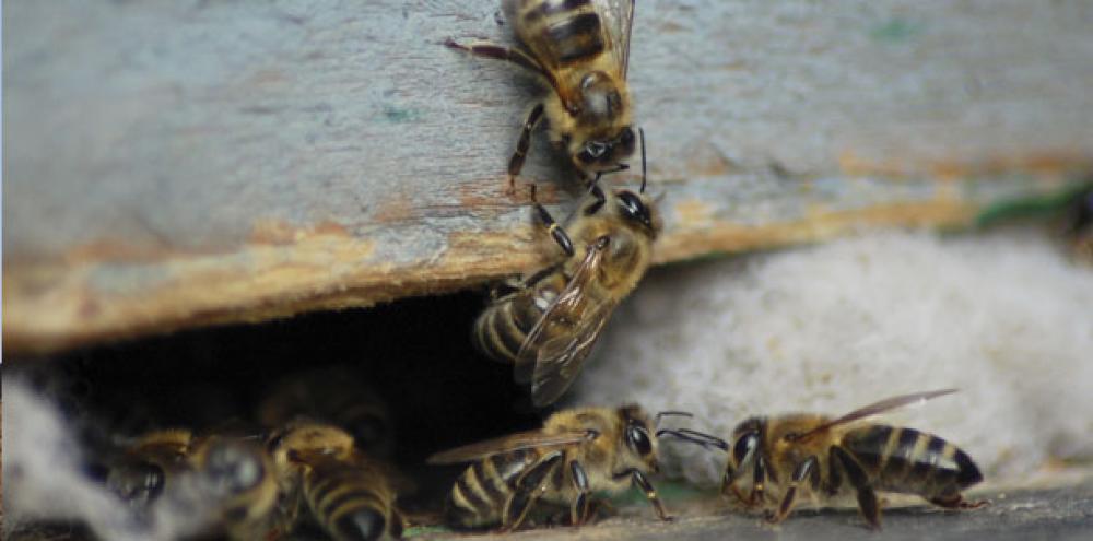 L&rsquo;abeille, un maillon indispensable de notre écosystème