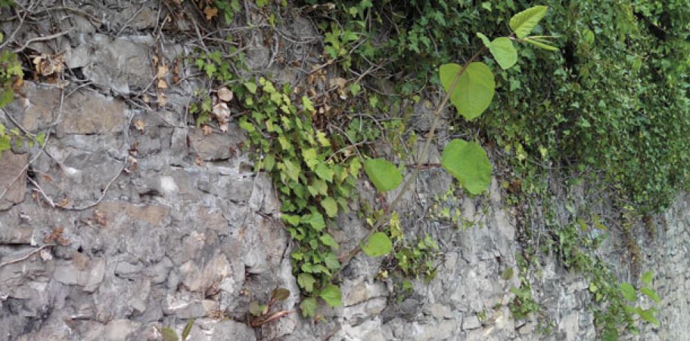 La renouée du Japon, un risque pour les murs et paysages de Crémieu