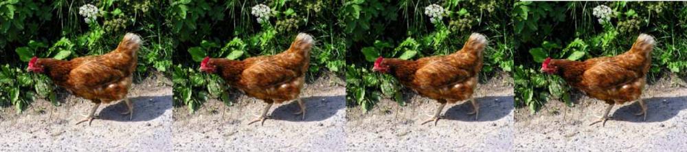 Des poules dans mon jardin