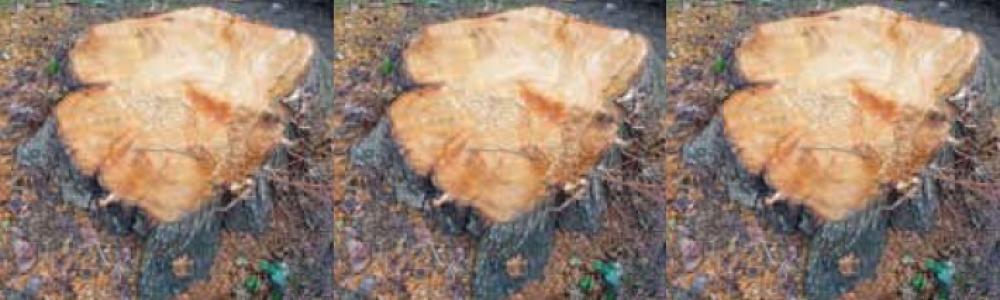 Un sot ne voit pas le même arbre qu&rsquo;un sage – W. Blake