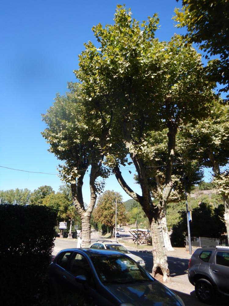 Création d&rsquo;un groupe ARBRES