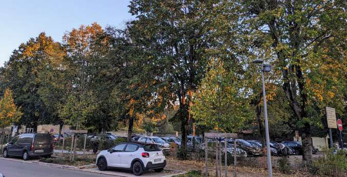 Comme un arbre dans ma ville…